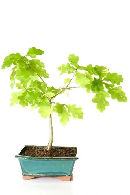 Miniature outdoor deciduous Oak bonsai tree for sale UK