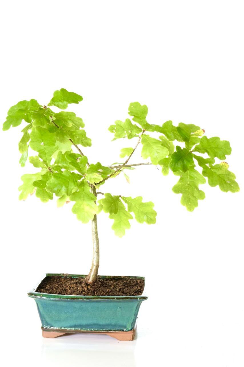 Miniature outdoor deciduous Oak bonsai tree for sale UK