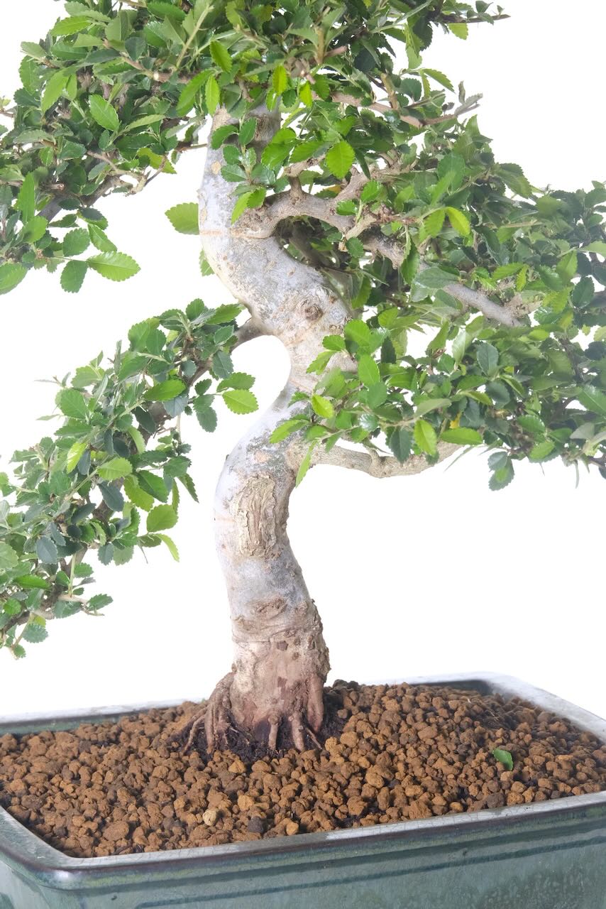 Incredible trunk shaping with meticulous branch placement