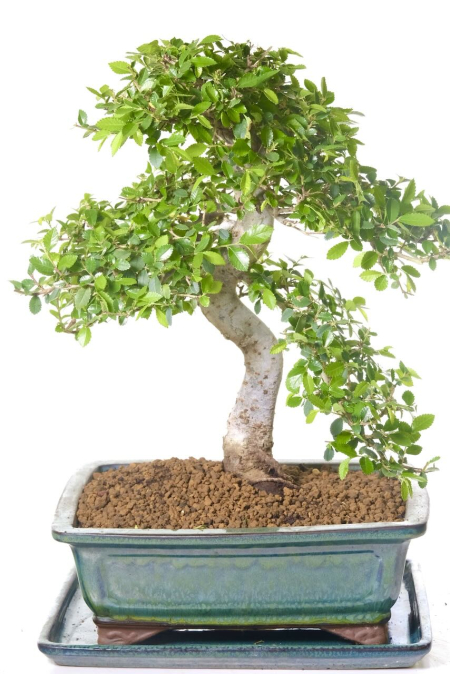 Exquisite 18-year-old Chinese Elm bonsai tree for sale UK