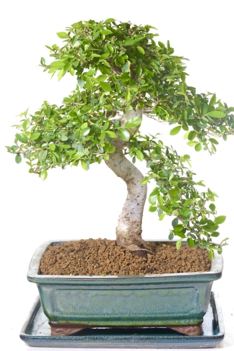 Exquisite 18-year-old Chinese Elm bonsai tree for sale UK