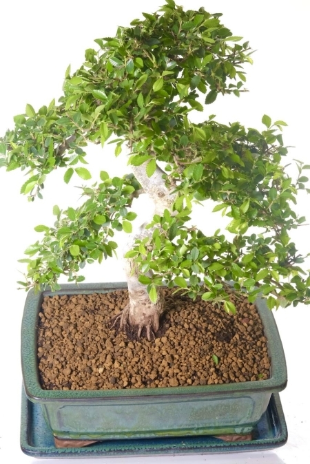 Lush foliage pads filled with rich green leaves create a gorgeous canopy