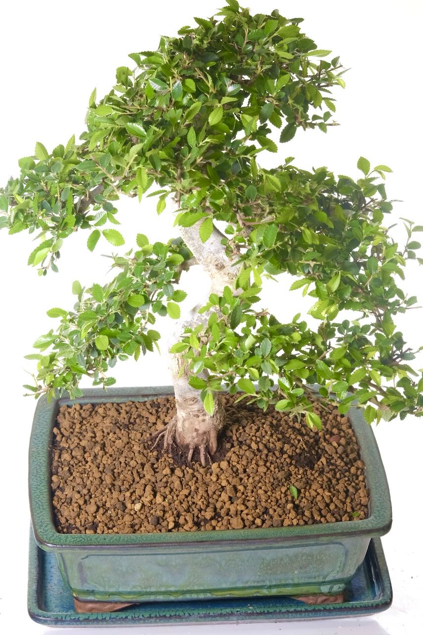 Lush foliage pads filled with rich green leaves create a gorgeous canopy