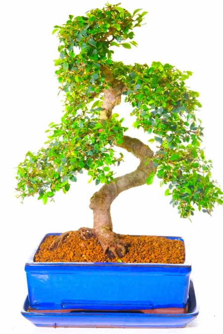 Quality Beginner Bonsai – 24-Year-Old Chinese Elm with Refined Structure