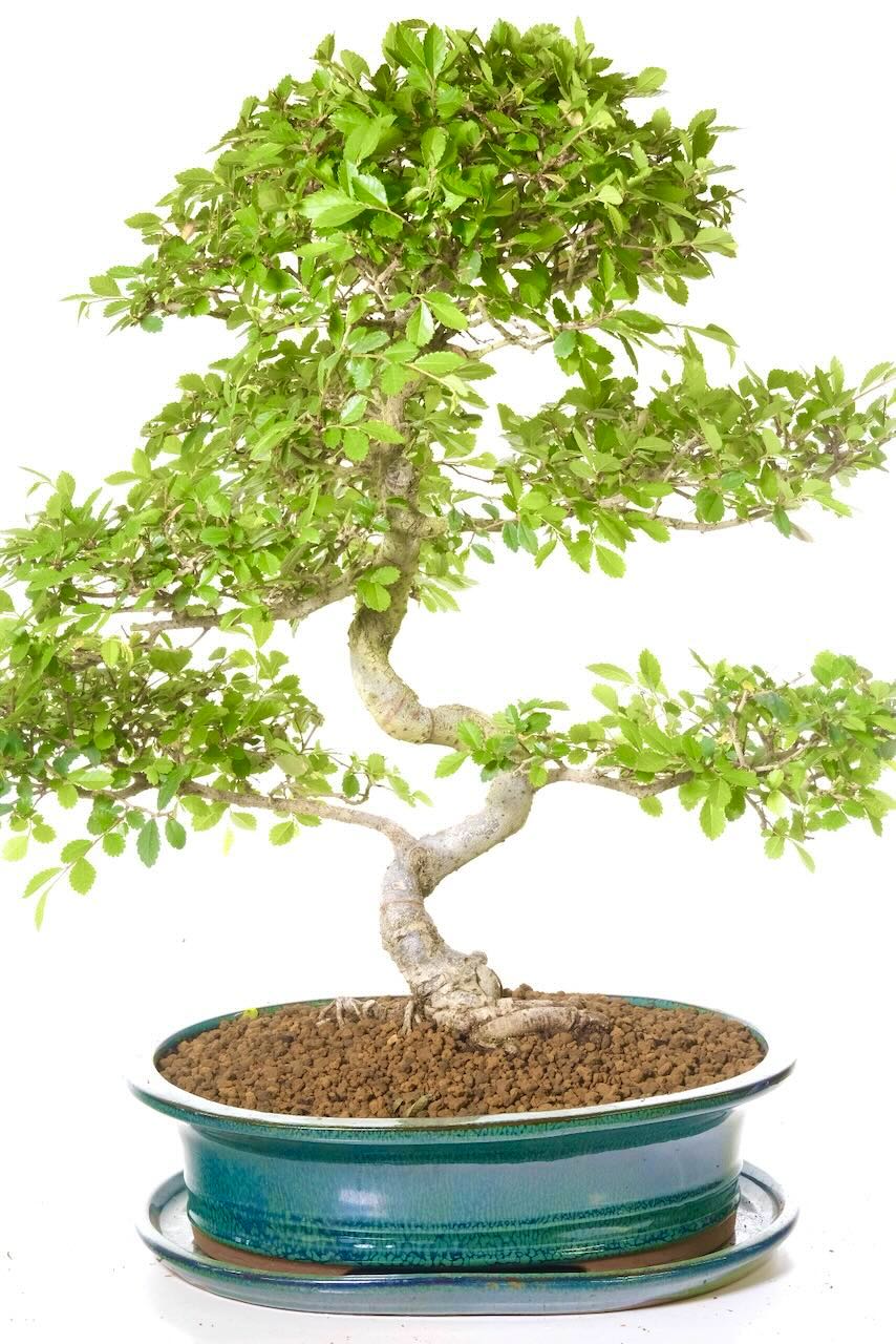 Perfect beginners bonsai and thrives indoors