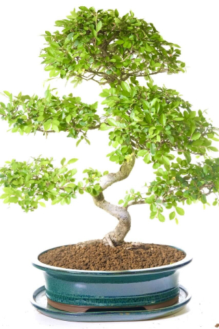 Incredible Twisty bonsai tree in beautiful ceramic pot