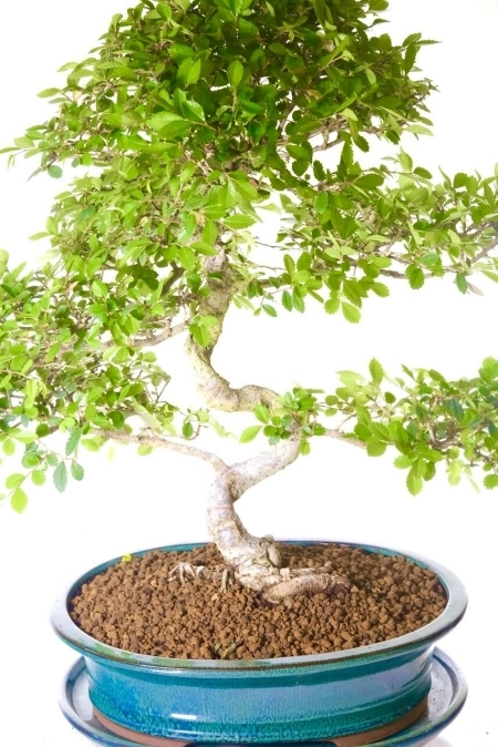 Magnificent Chinese Elm bonsai for sale in Uk