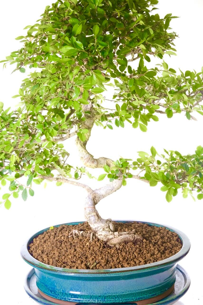 Magnificent Chinese Elm bonsai for sale in Uk