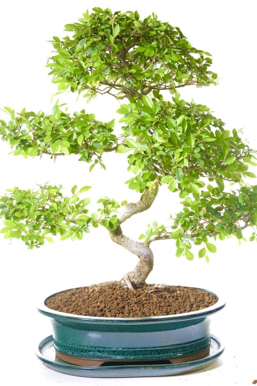 Incredible Twisty bonsai tree in beautiful ceramic pot