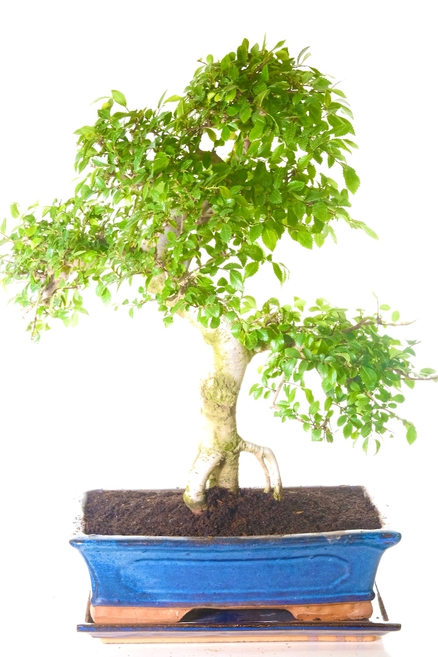 A spectacularly powerful and dramatic Chinese Elm bonsai for sale