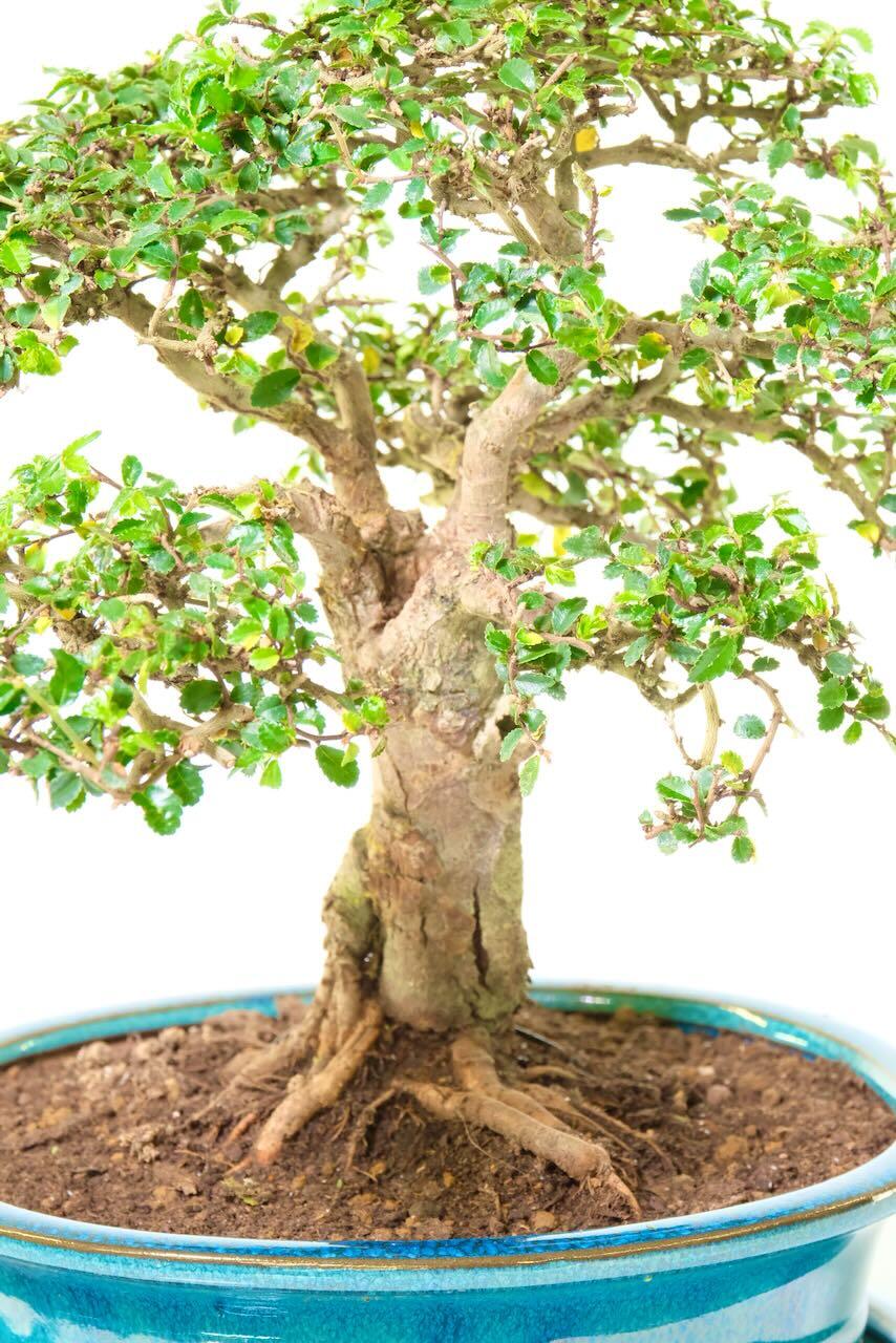Supreme top quality bonsai tree for indoors for beginners