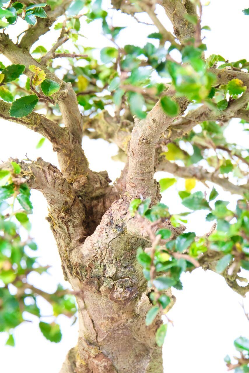 Close up of the hollow on the top of the tree