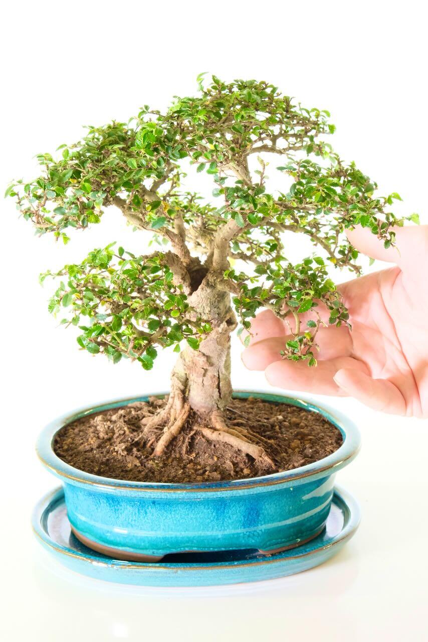 Magnificent Dwarf Chinese Elm Bonsai with Characterful Trunk – “Gnarly Ned”