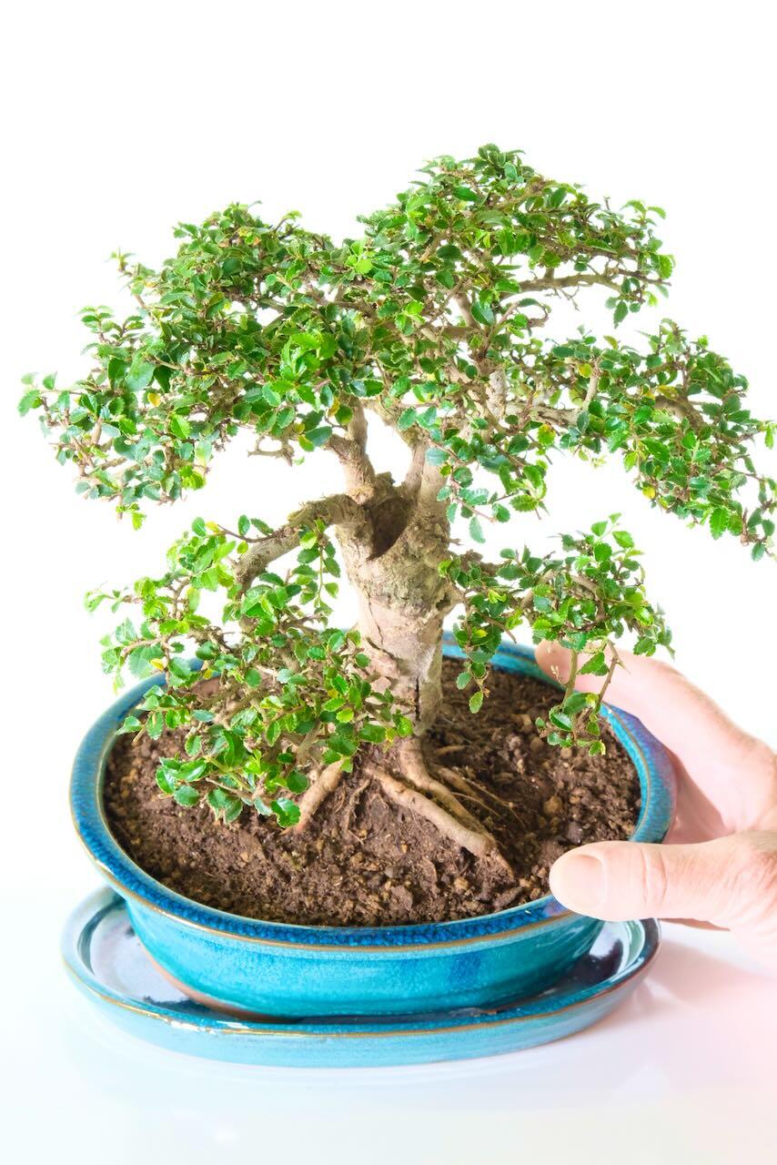 A sensational highly stylised Dwarf Chinese Elm indoor bonsai favourite
