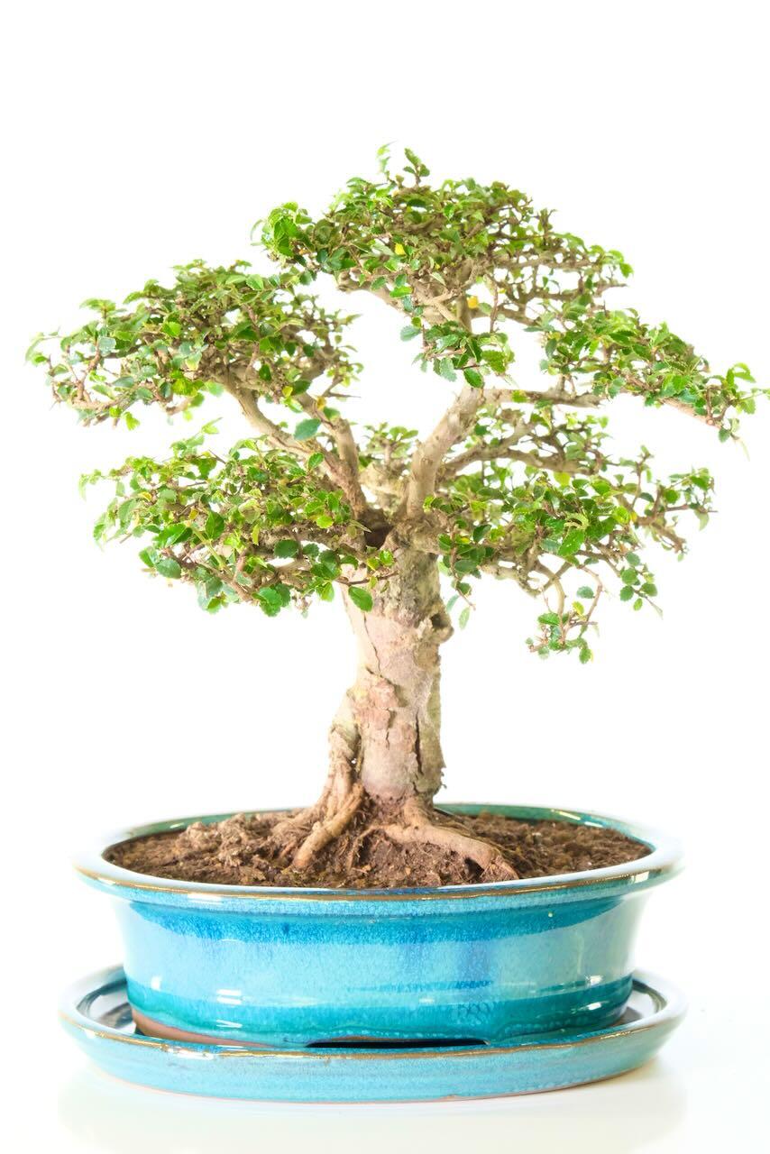 Phenomenal trunk design with characteristic roots with feature hollow.