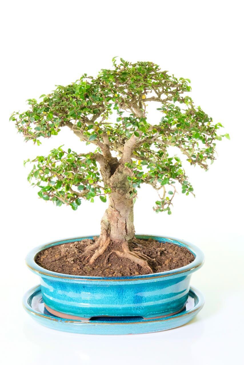 Specimen top quality Chinese Elm Bonsai tree for sale