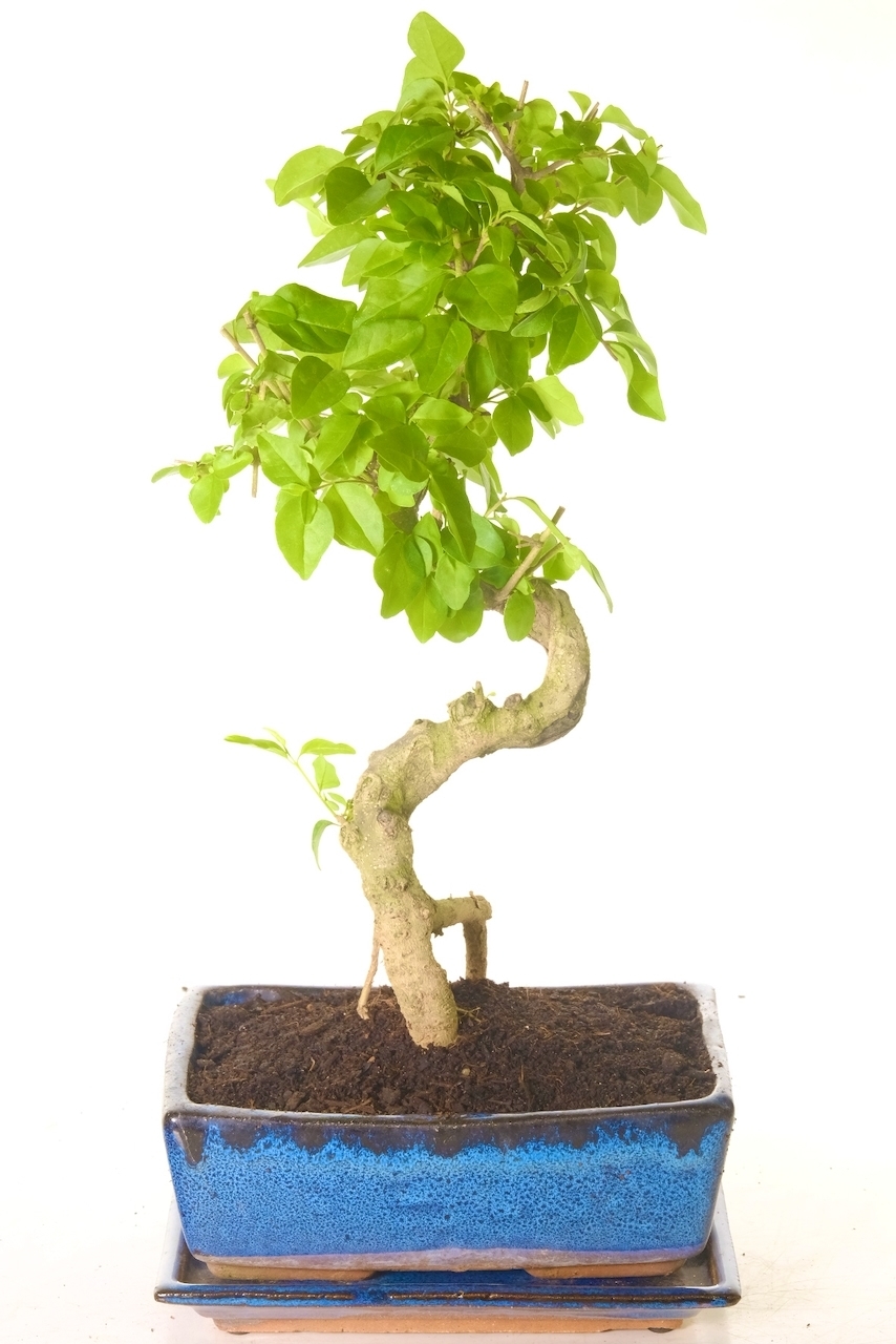 philodendron goeldii Philodendron goeldii for Sale main image 0