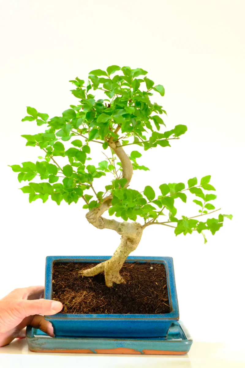 Ligustrum sinensis - perfect for a cool room