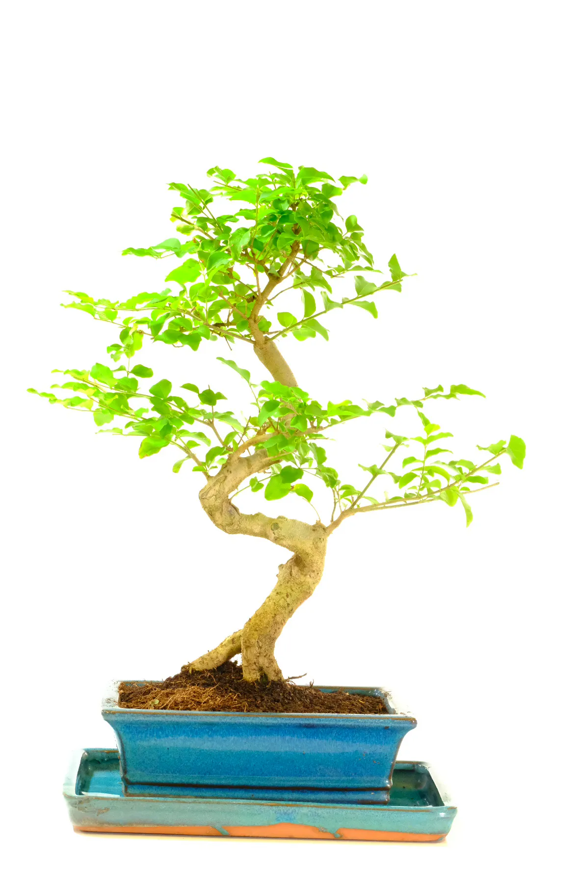 Fast growing Chinese Privet Bonsai tree for sale