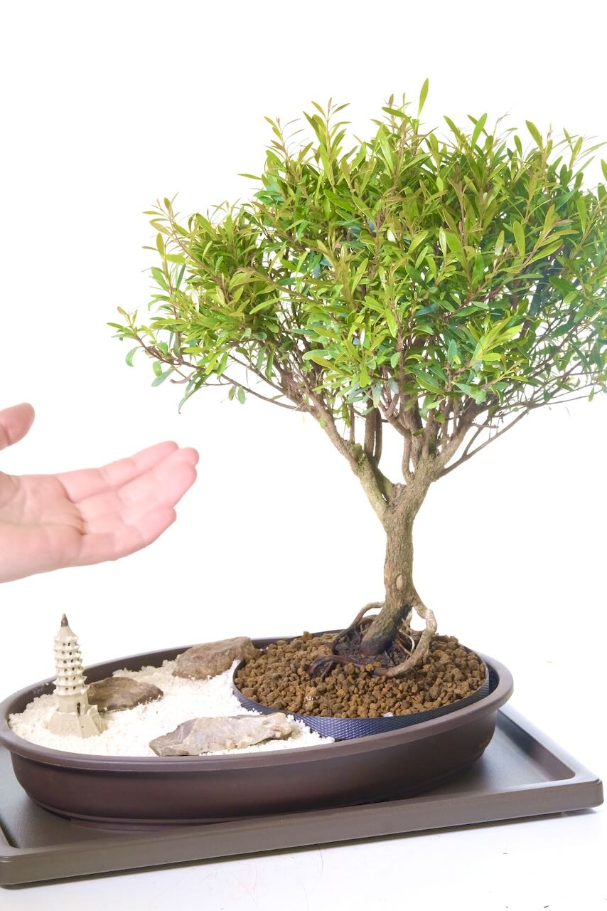 BONSAI出品 Indoor Zen Bonsai - Characteristic Roseapple / Myrtle