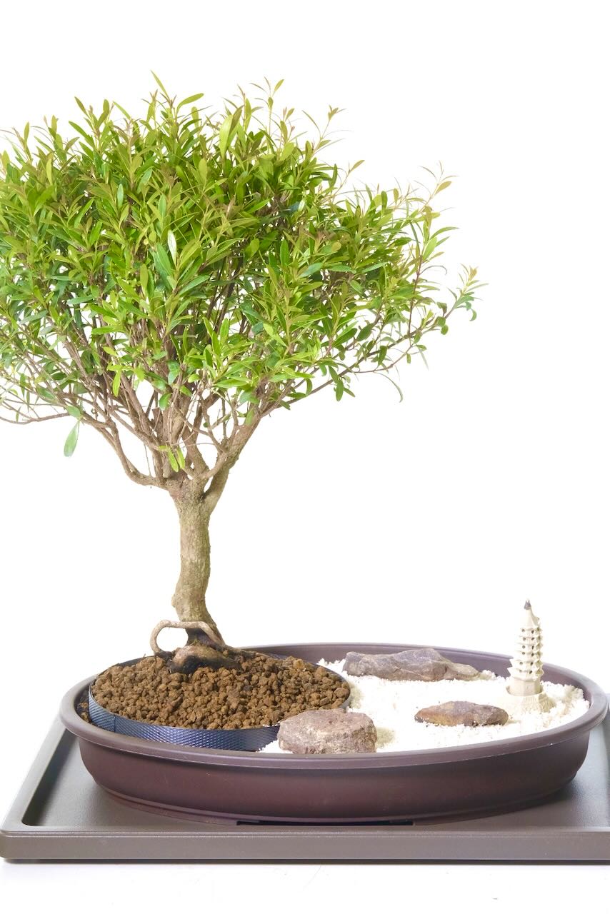 Indoor Zen Bonsai - Characteristic Roseapple / Myrtle