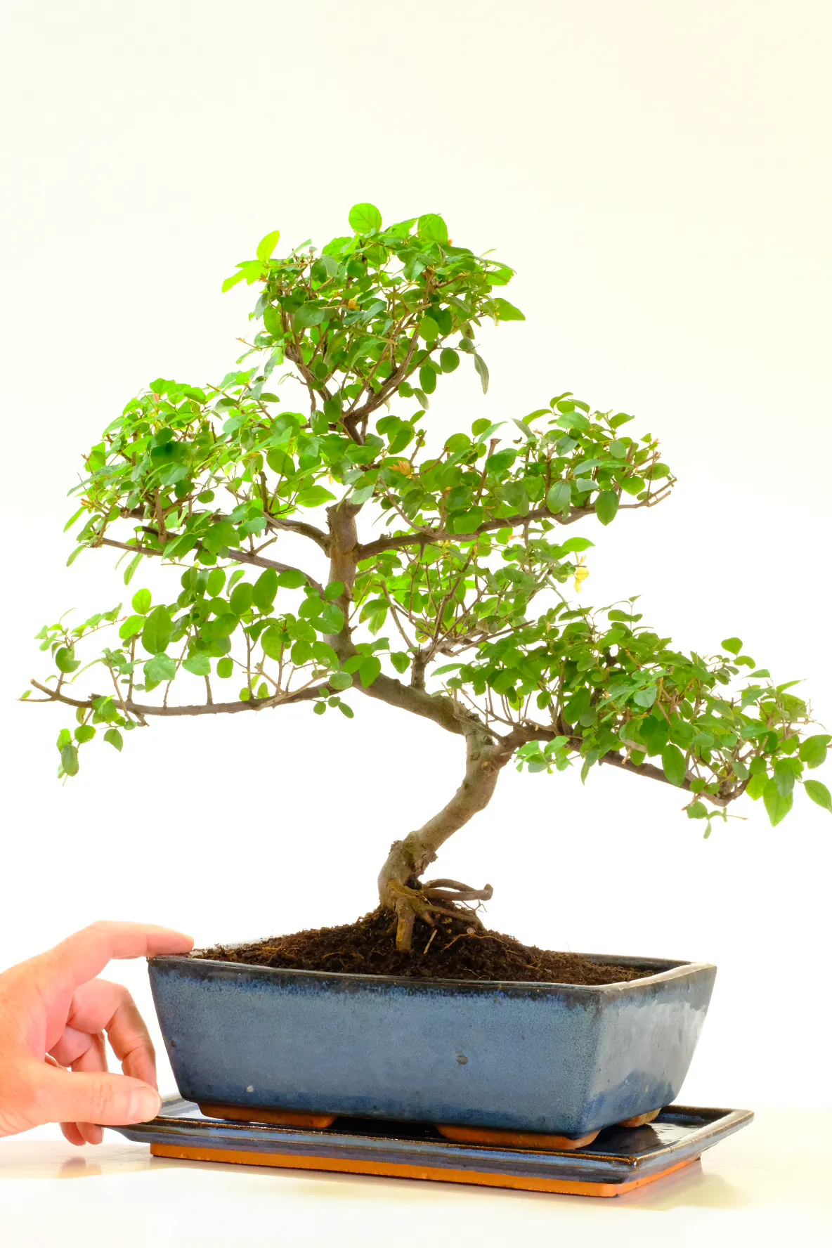 Large Sageretia theezans bonsai for sale | Grown by the professionals at Bonsai Direct