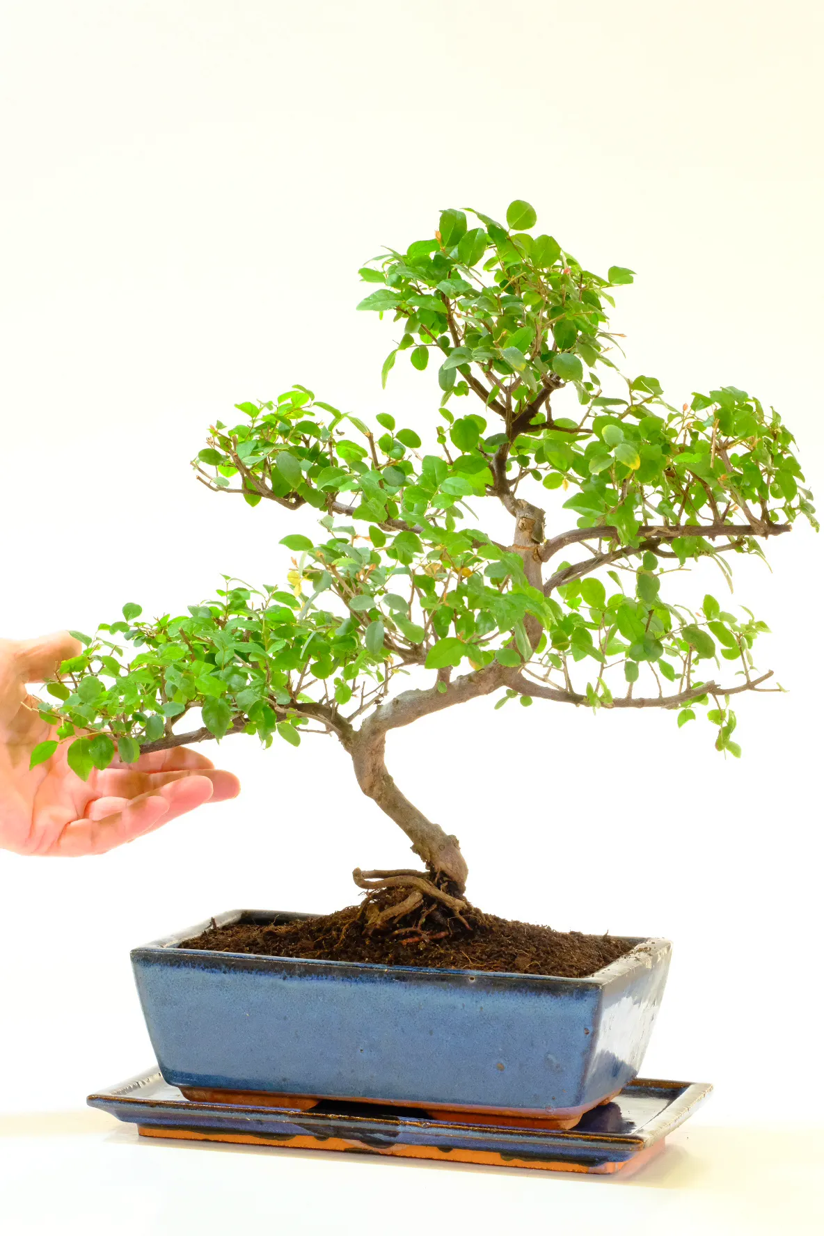 Picturesque Fruiting Sweet Plum Indoor Bonsai Tree with Lovely Shape