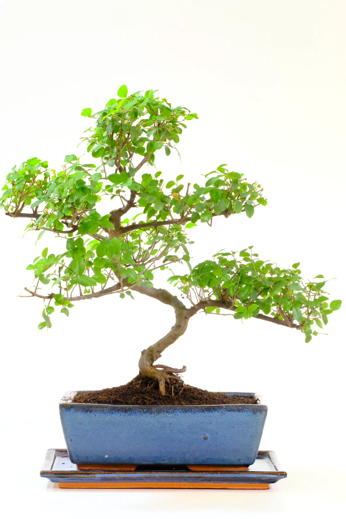 Premium Sageretia Bonsai Tree | Lovely Colours & Summer Fruits