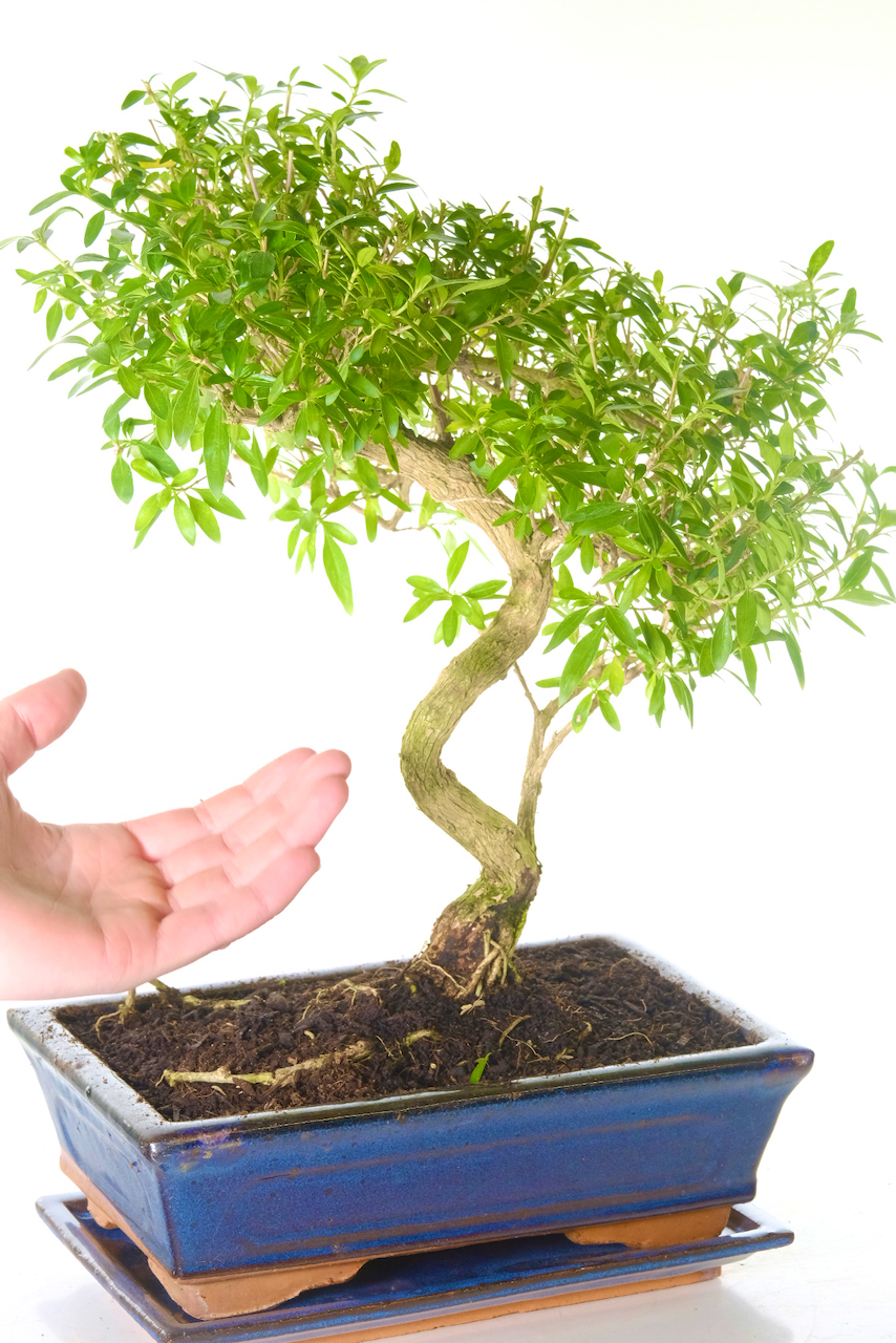 Fast free delivery available on all bonsai trees from Bonsai Direct