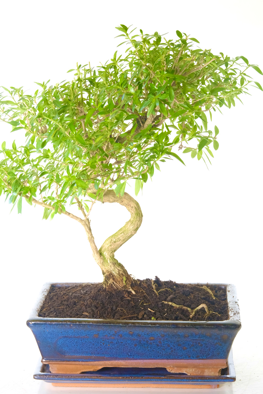 Large Tree of a Thousand Stars Flowering Bonsai Tree - Lovely Trunk Shape