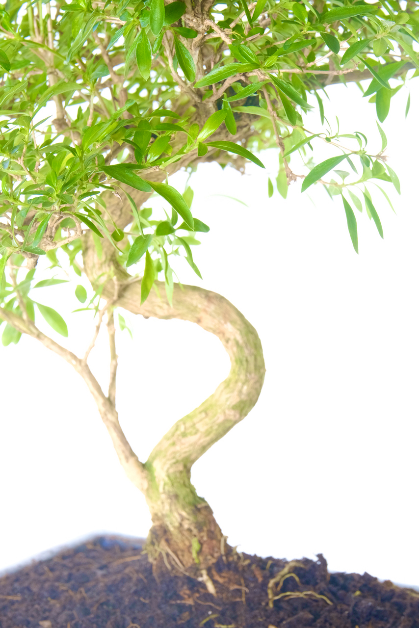 Elegant textured trunk flow of this serissa bonsai tree