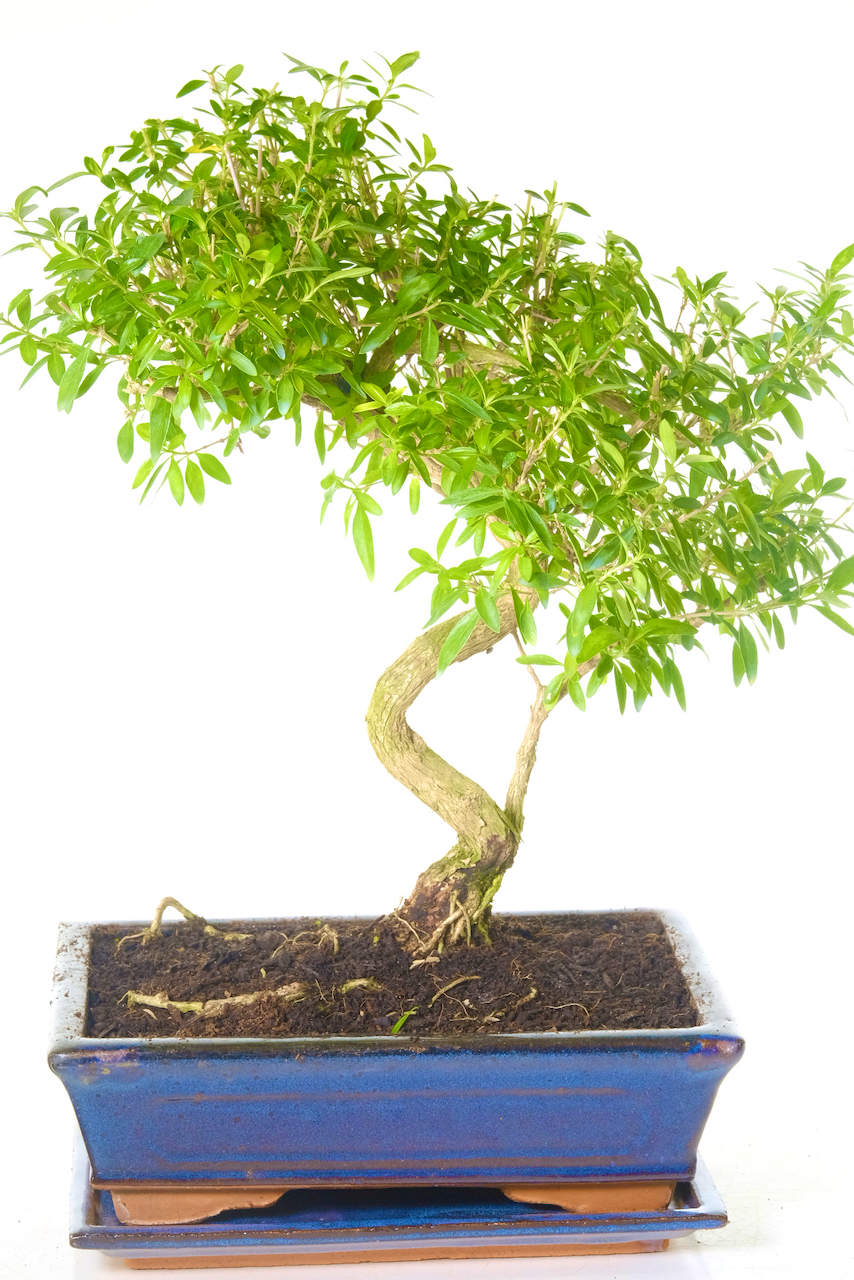 Serissa Japonica Bonsai Tree - Elegant with Miniature Leaves