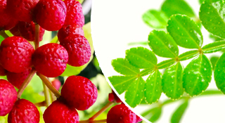 Zanthoxylum bonsai tree range for sale with FREE delivery available