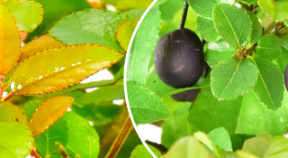 Sageretia indoor bonsai tree range | Fruiting bonsai variety