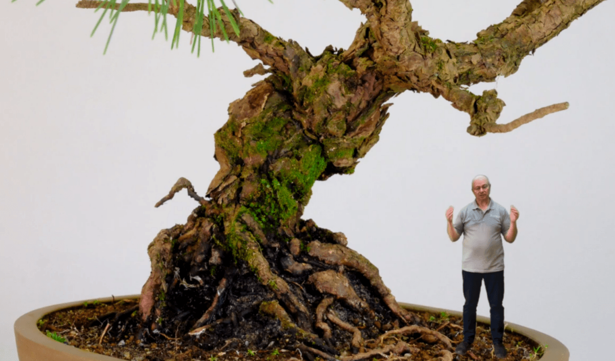 Japanese Black Pine bonsai tree styling