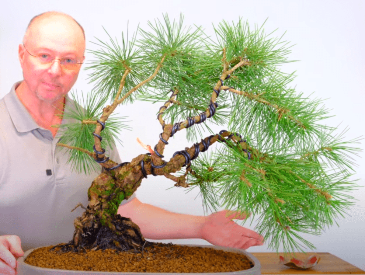 Pine Bonsai Restyling and Repotting Article from the Expert