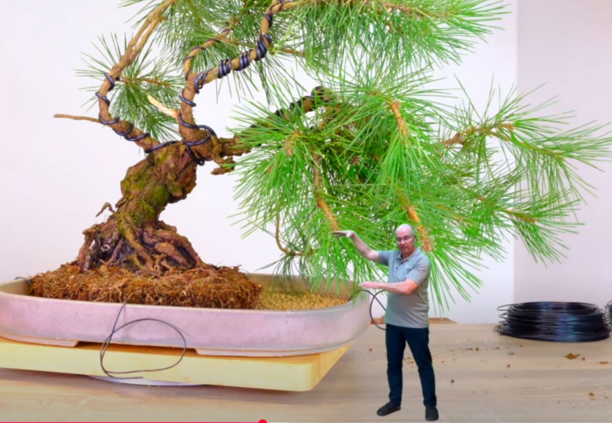 Potting this Japanese black pine bonsai tree