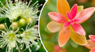 Syzygium Bonsai tree range for easy care indoors