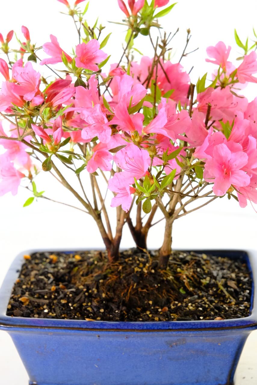 Japanese Crimson Azalea Bonsai Tree | Striking Hot Pink Spring Flowers