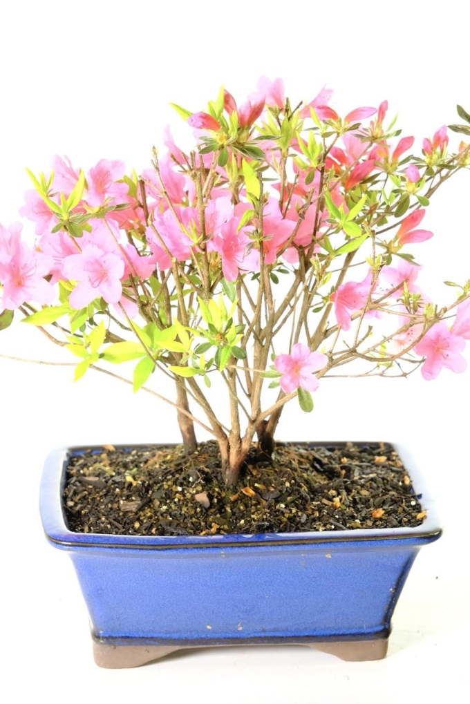 Crimson Azalea Bonsai Tree - Japanese Bonsai Flowers UK