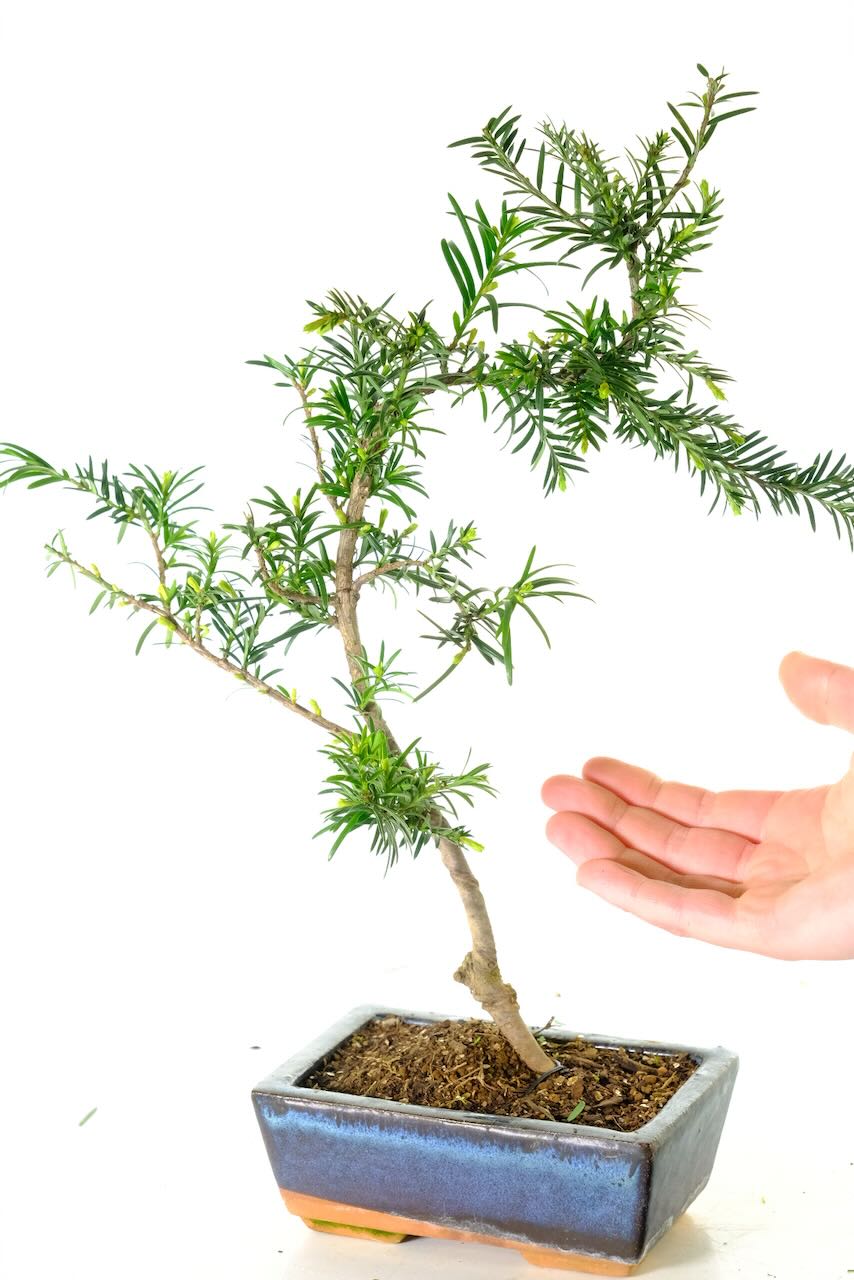 Gently-Shaped Starter Yew Bonsai Tree with Red Berries | Hardy & Evergreen