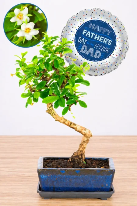 A Timeless Best Dad Present – Literati-Style Fukien Tea Tree Bonsai