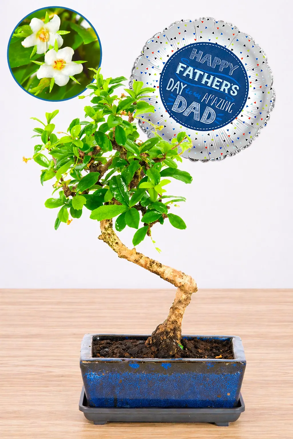 A Timeless Best Dad Present – Literati-Style Fukien Tea Tree Bonsai