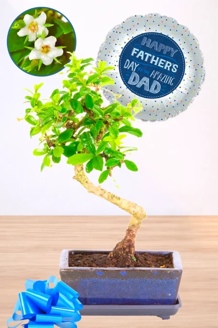 A Timeless Best Dad Present – Literati-Style Fukien Tea Tree Bonsai