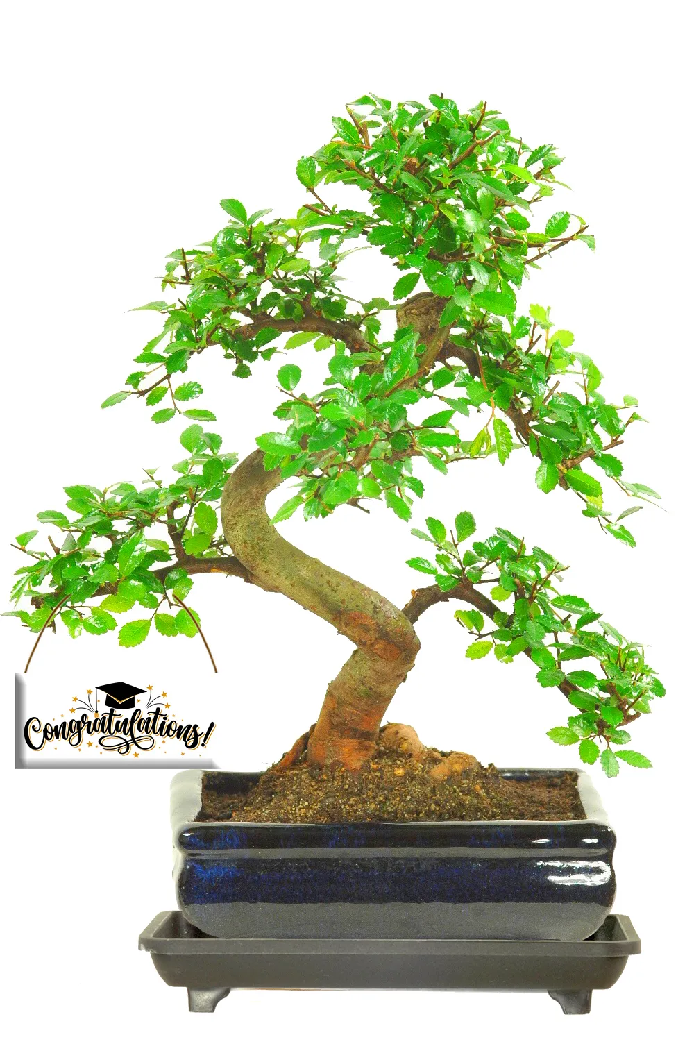 Beautiful & Artistic Flowering Congratulations Bonsai Gift
