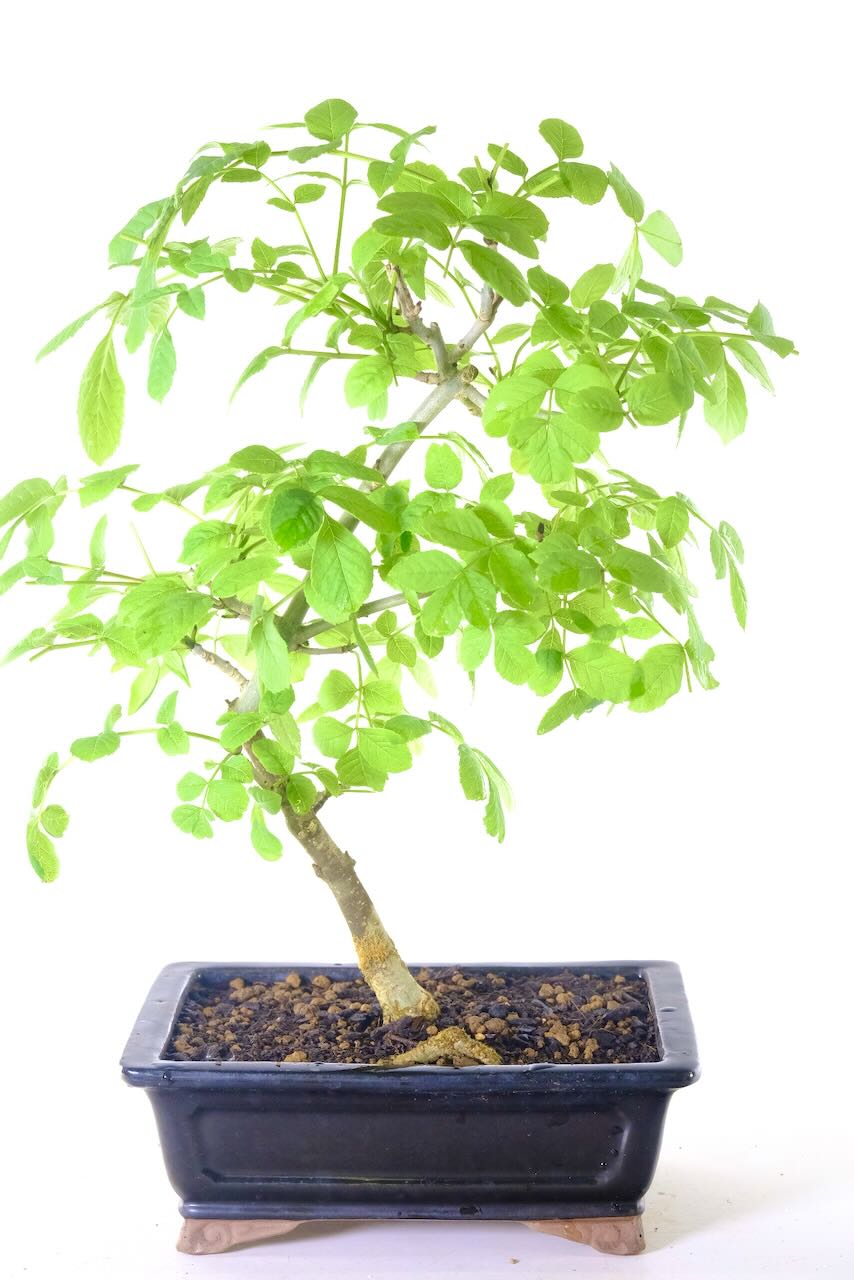 the best bonsai trees for sale - This one is hardy