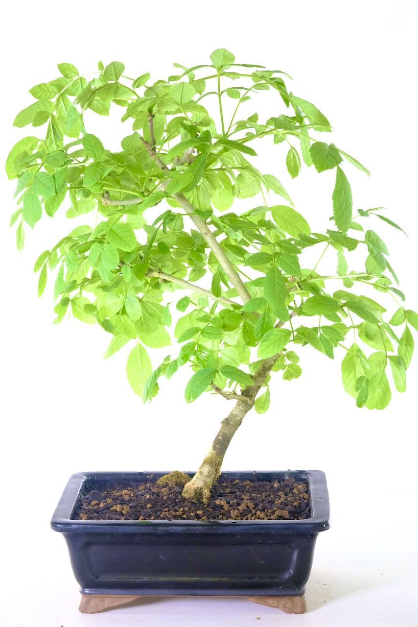 Beautifully Styled Ash (Fraxinus excelsior) Outdoor Bonsai