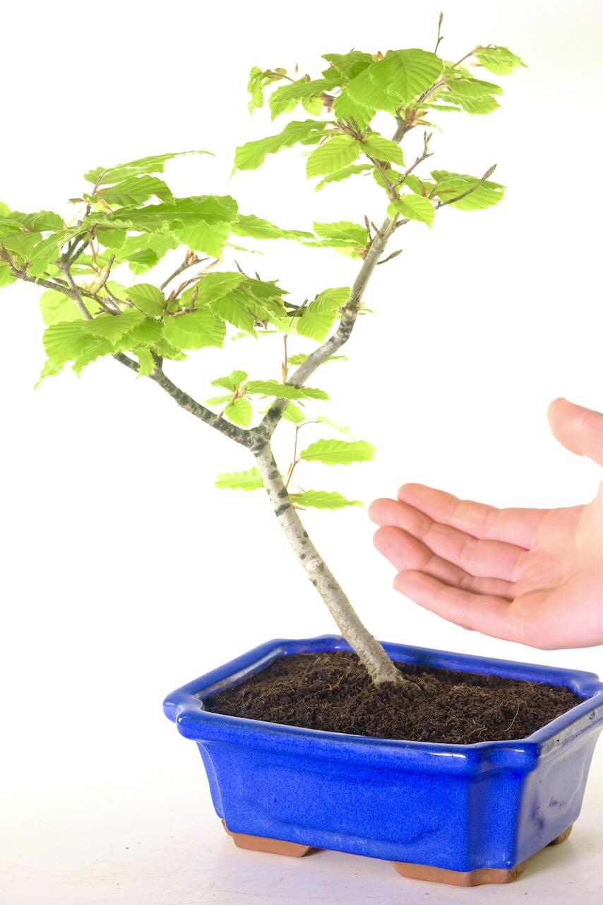 Comes potted in a royal blue ceramic pot with FREE next working day delivery throughout the UK!