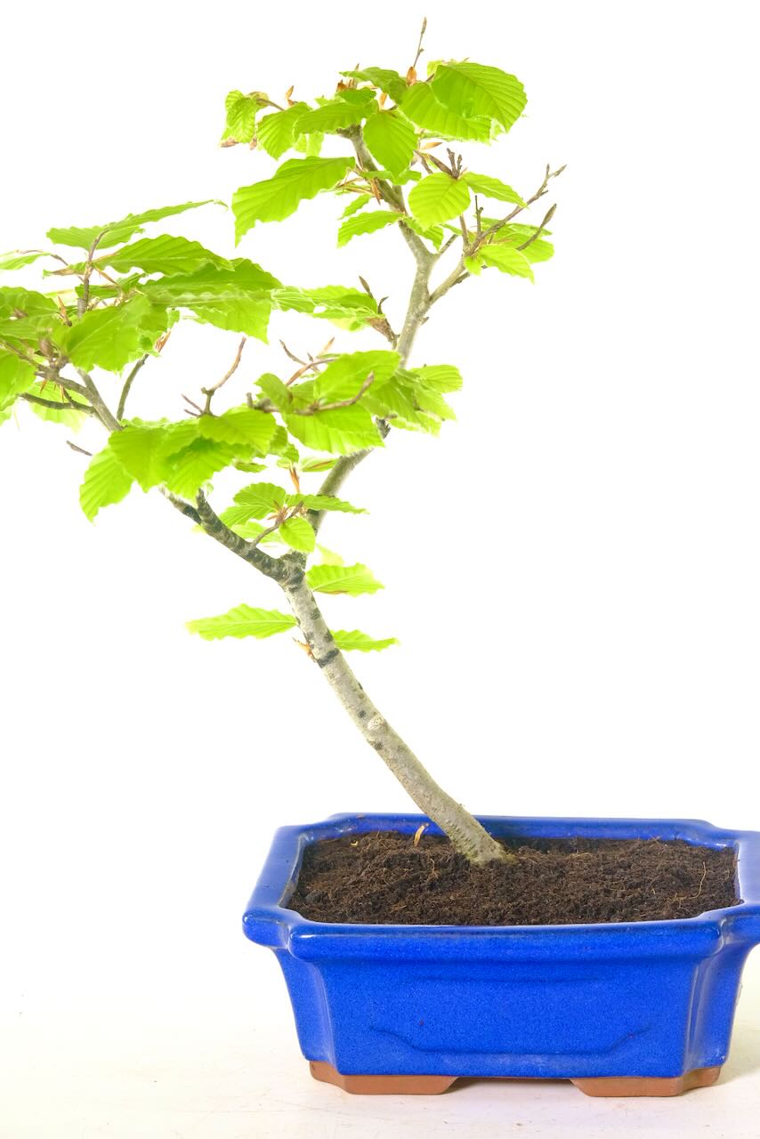 Hardy outdoor Beech Bonsai Tree for sale UK
