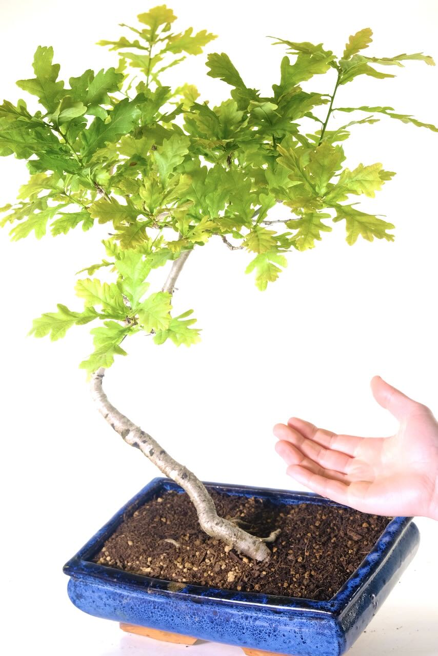 The lovely lobed leaves of the Oak bonsai tree